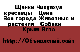 Щенки Чихуахуа красавцы › Цена ­ 9 000 - Все города Животные и растения » Собаки   . Крым,Ялта